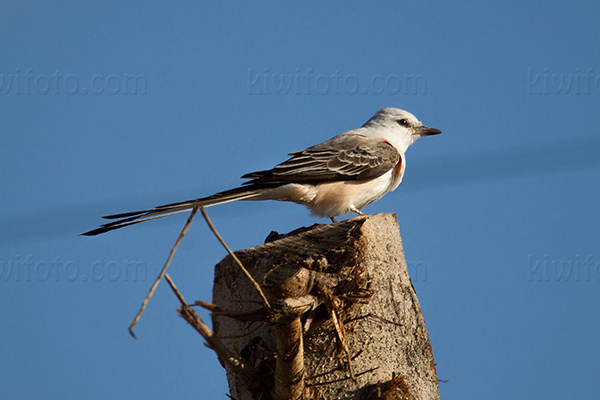 Scissor-tailed Flycatcher Image @ Kiwifoto.com