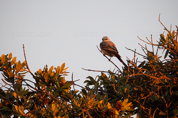 Scissor-tailed Flycatcher Picture @ Kiwifoto.com