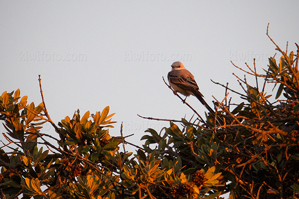 Scissor-tailed Flycatcher Photo @ Kiwifoto.com