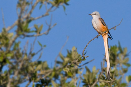 Scissor-tailed Flycatcher Picture @ Kiwifoto.com