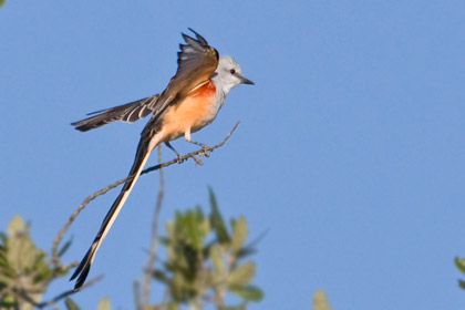 Scissor-tailed Flycatcher Image @ Kiwifoto.com