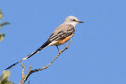 Scissor-tailed Flycatcher