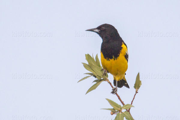 Scott's Oriole Photo @ Kiwifoto.com