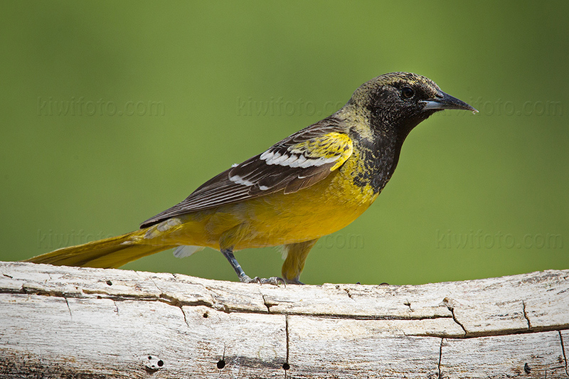 Scott's Oriole @ Ash Canyon B&B, AZ Scott's Oriole @ Ash Canyon B&B, AZ