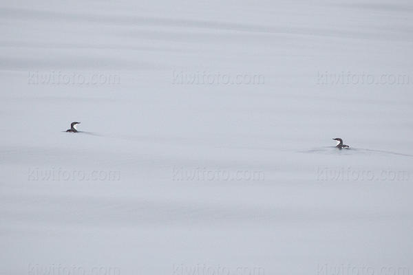 Scripps Murrelet Image @ Kiwifoto.com