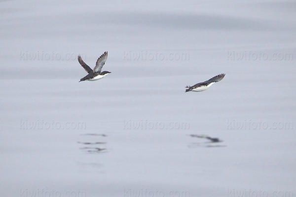 Scripps Murrelet Image @ Kiwifoto.com