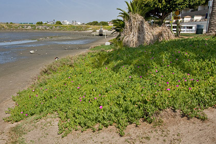 Sea Fig Ice Plant Picture @ Kiwifoto.com