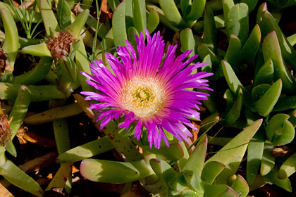 Sea Fig Ice Plant