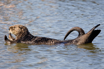 Sea Otter Image @ Kiwifoto.com