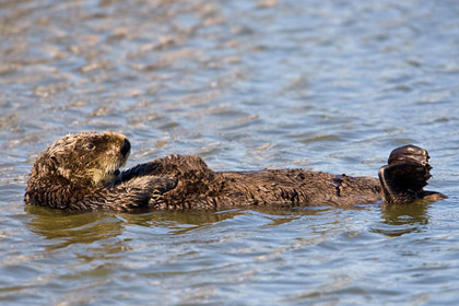 Sea Otter Picture @ Kiwifoto.com