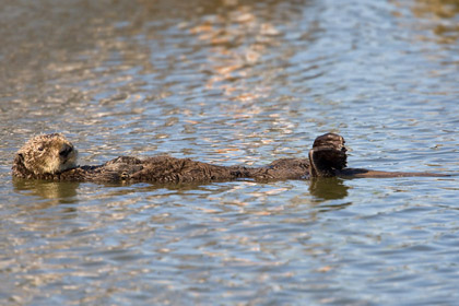 Sea Otter Image @ Kiwifoto.com