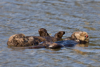 Sea Otter Picture @ Kiwifoto.com
