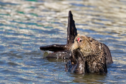 Sea Otter