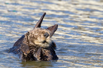 Sea Otter Image @ Kiwifoto.com