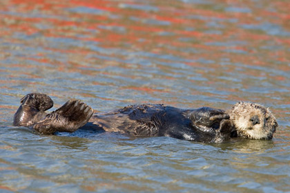 Sea Otter