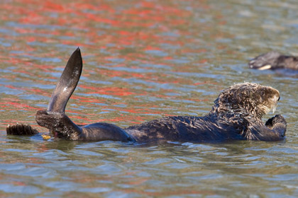 Sea Otter Picture @ Kiwifoto.com