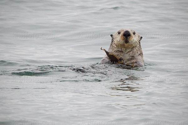 Sea Otter Image @ Kiwifoto.com