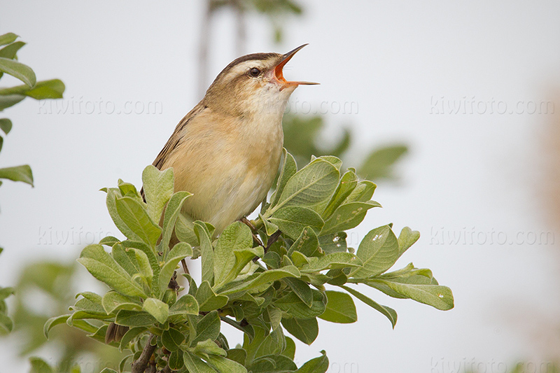 Sedge Warbler Image @ Kiwifoto.com