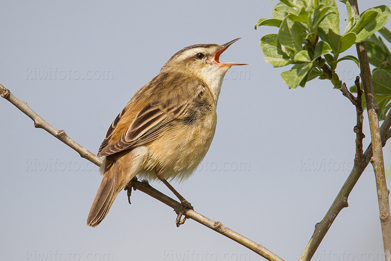 Sedge Warbler Photo @ Kiwifoto.com