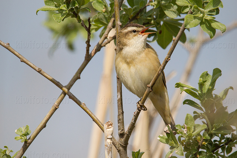 Sedge Warbler Image @ Kiwifoto.com