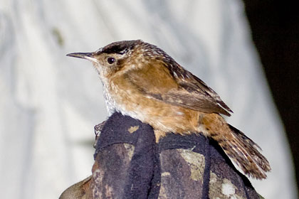 Sedge Wren Picture @ Kiwifoto.com