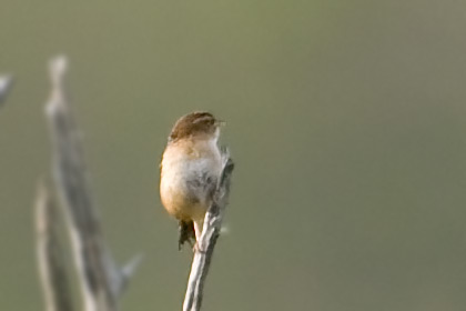 Sedge Wren