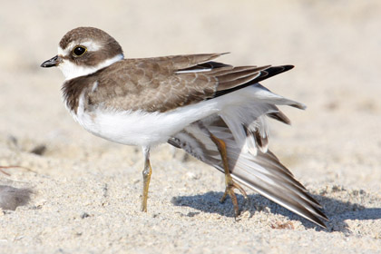 Semipalmated Plover Image @ Kiwifoto.com