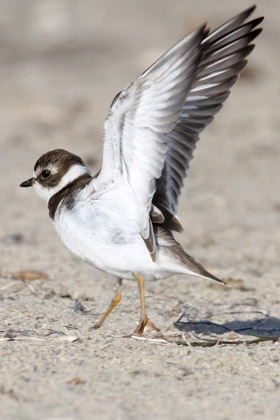 Semipalmated Plover Image @ Kiwifoto.com