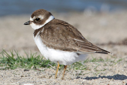 Semipalmated Plover Picture @ Kiwifoto.com