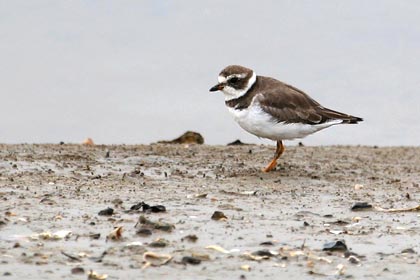 Semipalmated Plover Picture @ Kiwifoto.com