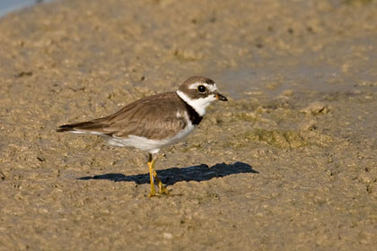 Semipalmated Plover Photo @ Kiwifoto.com