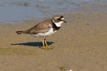 Semipalmated Plover Image @ Kiwifoto.com