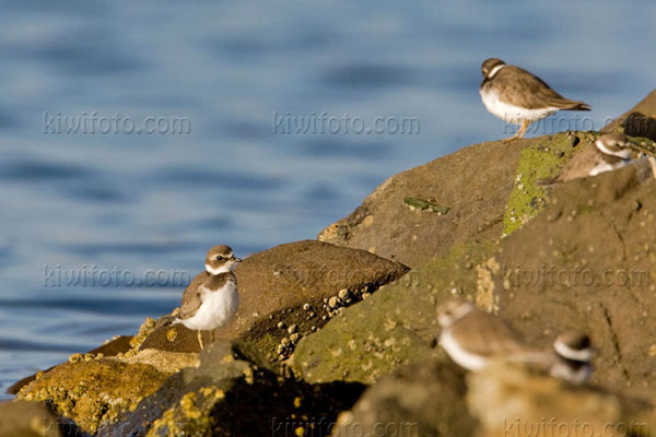 Semipalmated Plover Image @ Kiwifoto.com