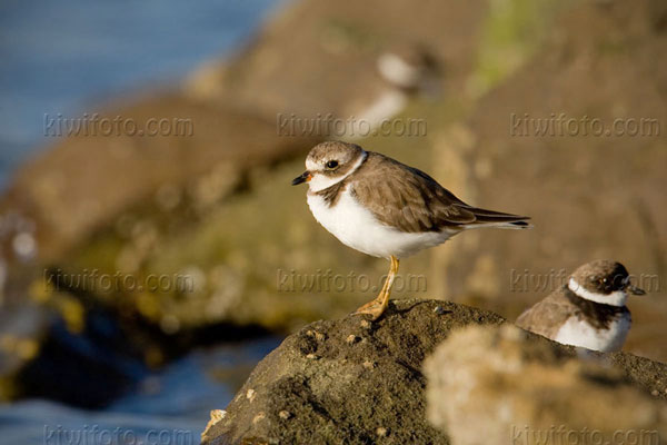 Semipalmated Plover Photo @ Kiwifoto.com