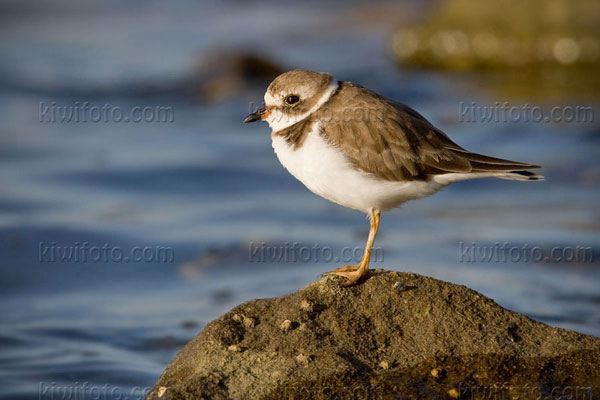 Semipalmated Plover Picture @ Kiwifoto.com