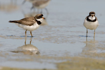 Semipalmated Plover Image @ Kiwifoto.com