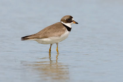 Semipalmated Plover Image @ Kiwifoto.com