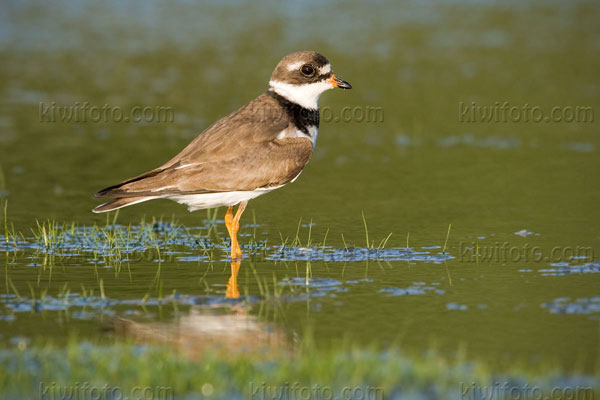 Semipalmated Plover Image @ Kiwifoto.com