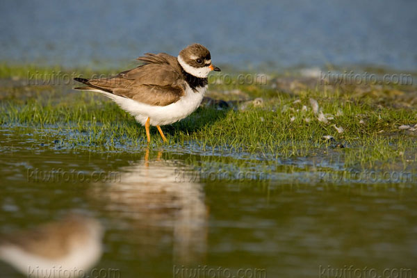 Semipalmated Plover Image @ Kiwifoto.com