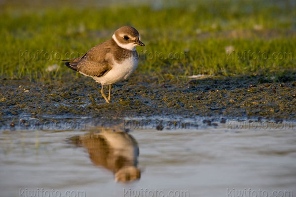 Semipalmated Plover Image @ Kiwifoto.com