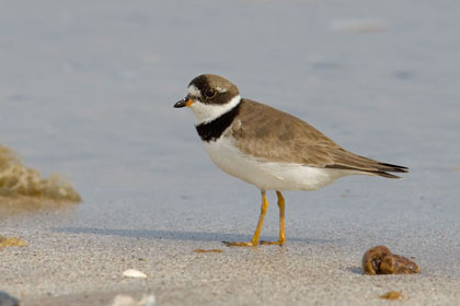 Semipalmated Plover Image @ Kiwifoto.com