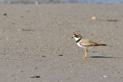 Semipalmated Plover Picture @ Kiwifoto.com