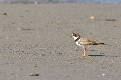 Semipalmated Plover Image @ Kiwifoto.com