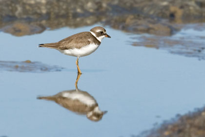 Semipalmated Plover Photo @ Kiwifoto.com