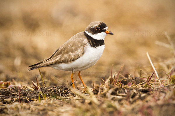 Semipalmated Plover