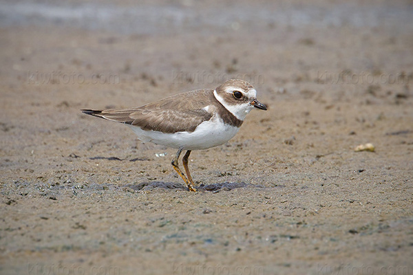 Semipalmated Plover Image @ Kiwifoto.com