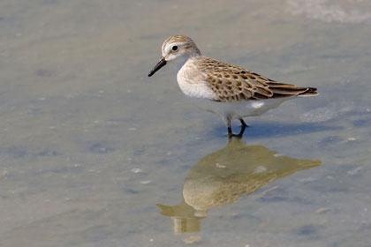 Semipalmated Sandpiper Photo @ Kiwifoto.com