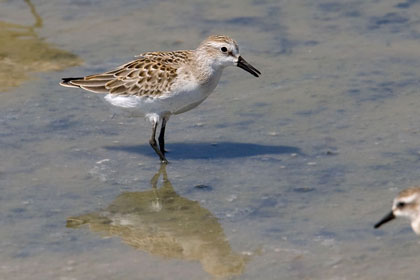 Semipalmated Sandpiper