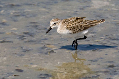 Semipalmated Sandpiper Photo @ Kiwifoto.com