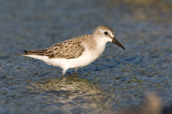 Semipalmated Sandpiper Photo @ Kiwifoto.com